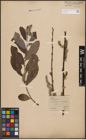 Foto von Salix cinerea L.